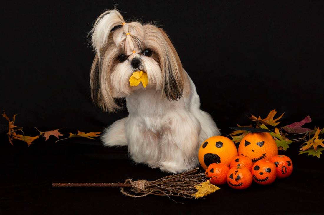 Portret rasy shih tzu na czarnym tle doskonale przedstawia wygląd tego psa.